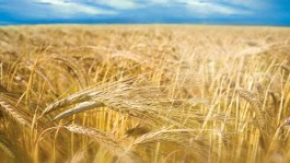 Cum puteți obține producții mai mari de cereale, limitând creșterea plantelor