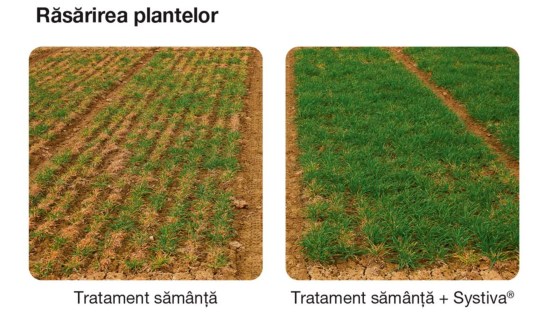 rasarirea plantelor systiva