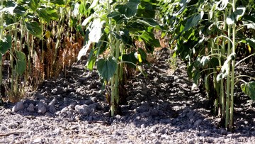 Combatere excelentă a Orobanche