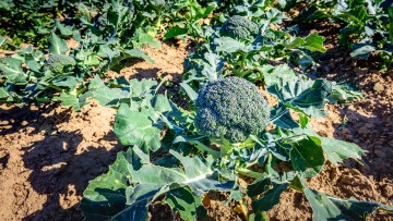 Broccoli