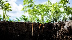Rădăcinoase (morcov, păstârnac, ridichi, sfeclă roșie, țelină, pătrunjel de rădăcină etc)