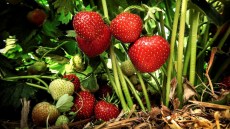 Arbuști fructiferi și căpșuni