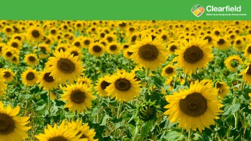 tehnologia clearfield basf floarea-soarelui