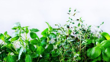 Plante aromatice