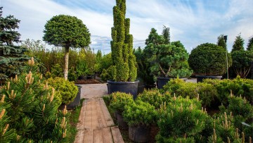 Plante ornamentale