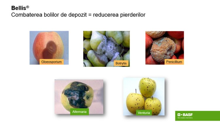 revelation humor lottery Depozitarea merelor: condiții optime și durata de păstrare - BASF  Agricultural Solutions România