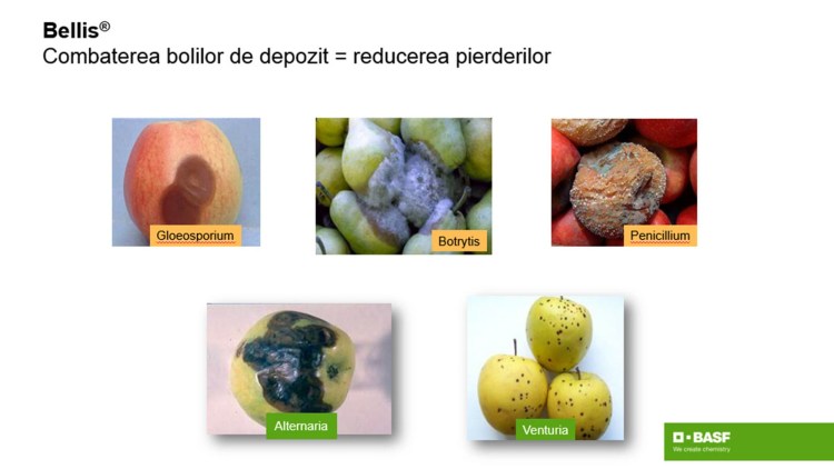 revelation humor lottery Depozitarea merelor: condiții optime și durata de păstrare - BASF Agricultural Solutions România revelation humor lottery Depozitarea merelor: condiții optime și durata de păstrare - BASF Agricultural Solutions România