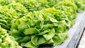 cultura salata
