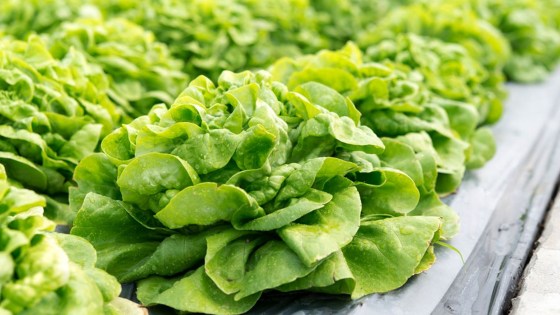 cultura salata