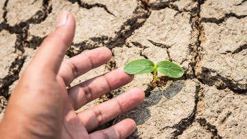 agricultura conservativa