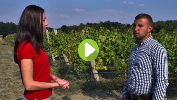 Secretul viticultorilor din zonele cu presiune ridicată de boli