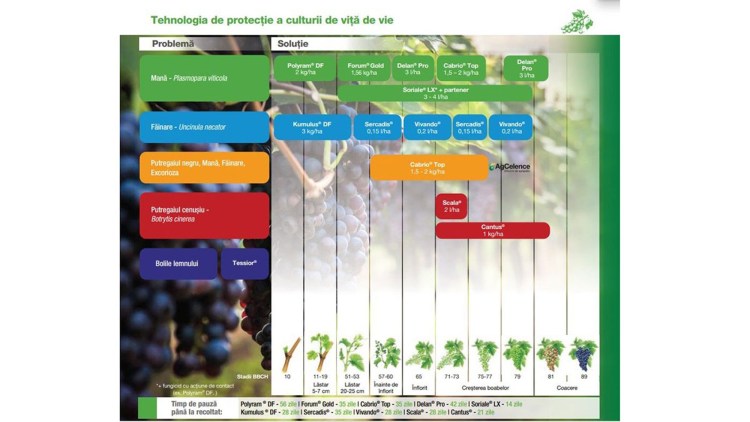 Tratamente Pentru Cultura Viței De Vie Inainte De Inflorit Basf