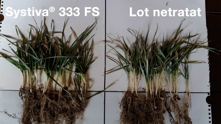test comparativ loturi systiva