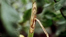 botrytus legume