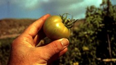 Simptome ale putregaiului cenușiu la tomate