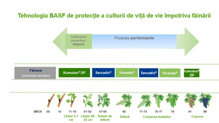 Făinarea Viței De Vie Cauze Simptome și Tratamente Basf