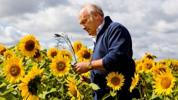 agricultura regenartiva floarea soarelui