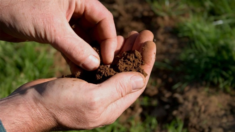 agricultura regenerativa