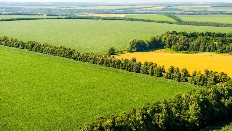 perdele forestiere agricole