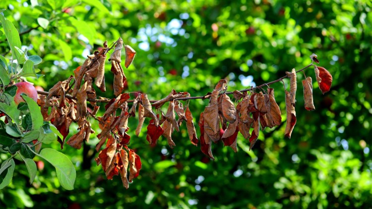 focul bacterian la pomii fructiferi