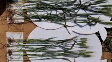 plantagro systiva