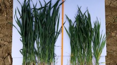 plantagro systiva