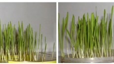 plantagro systiva