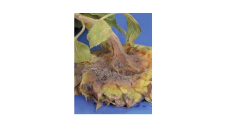 Putregaiul cenușiu - Botrytis cinerea