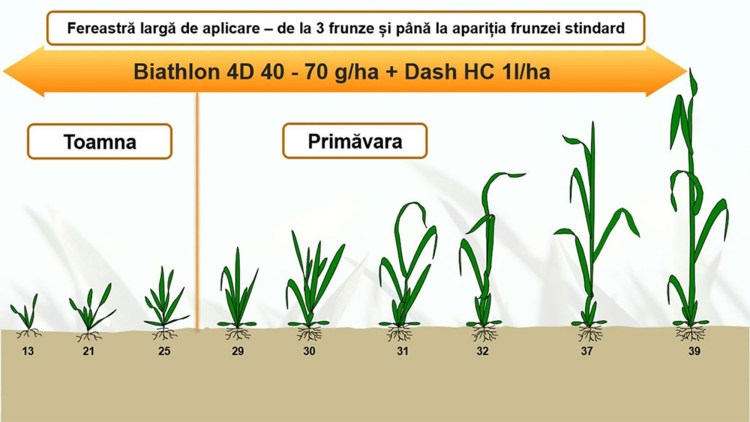 aplicare erbicide grau