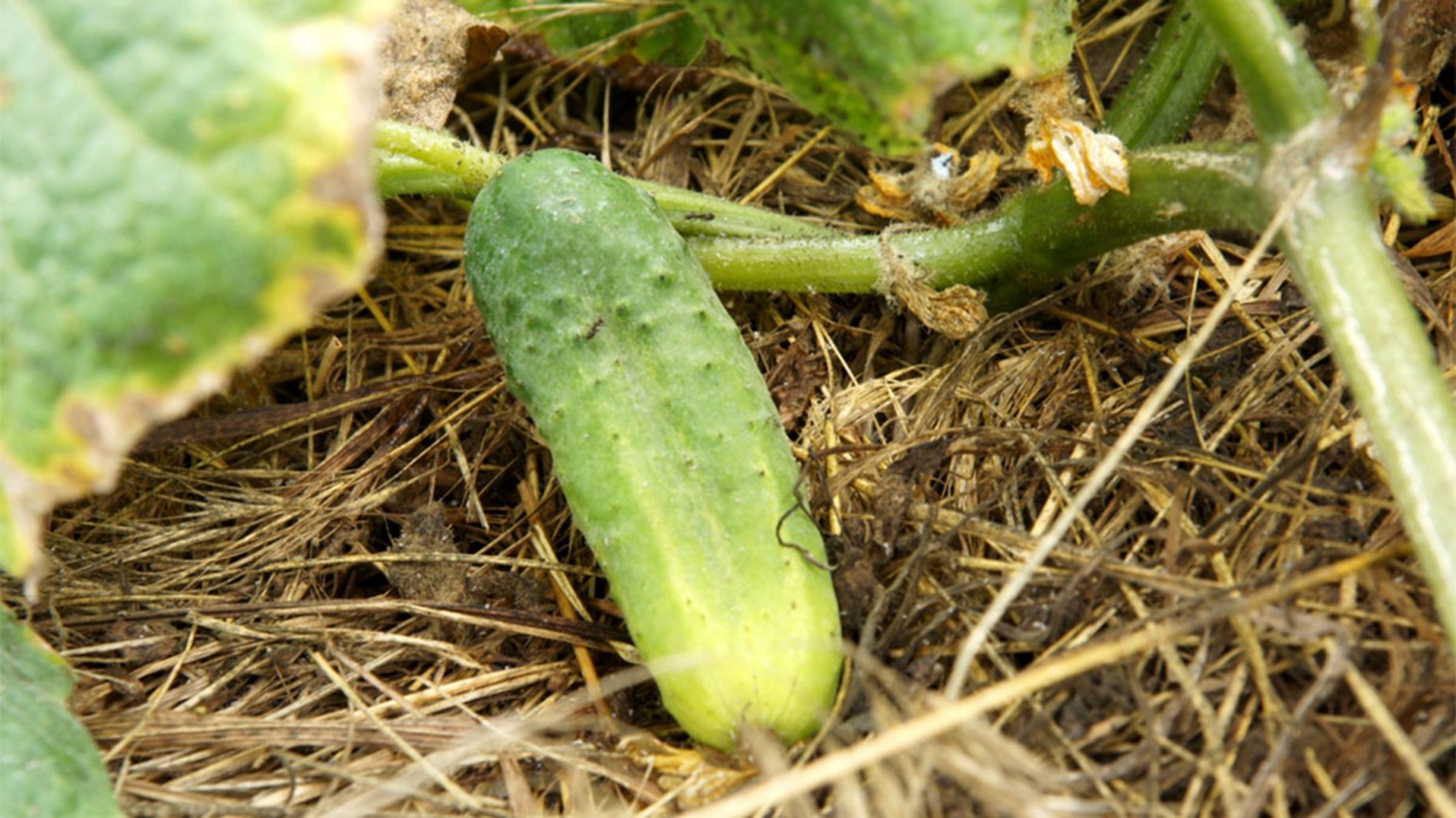Plante Medicinale | PDF