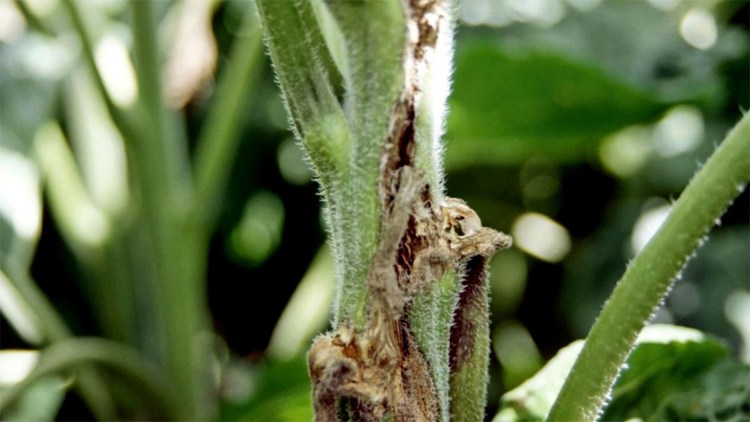 Putregaiul alb - Sclerotinia sclerotiorum