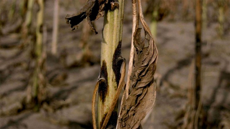 Pătarea neagră sau Înnegrirea tulpinilor - Leptosphaeria lindquistii f.c. Phoma macdonaldi