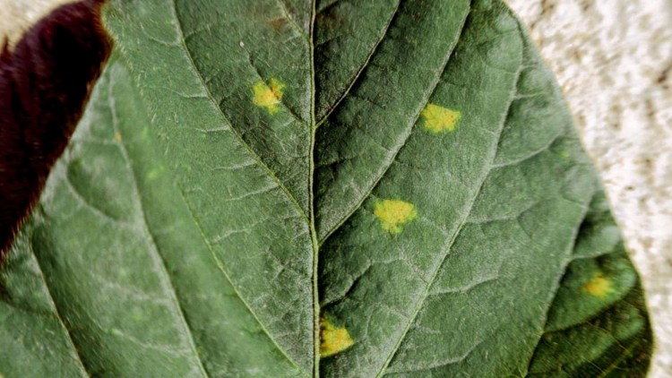 Mana soiei (Peronospora manshurica)