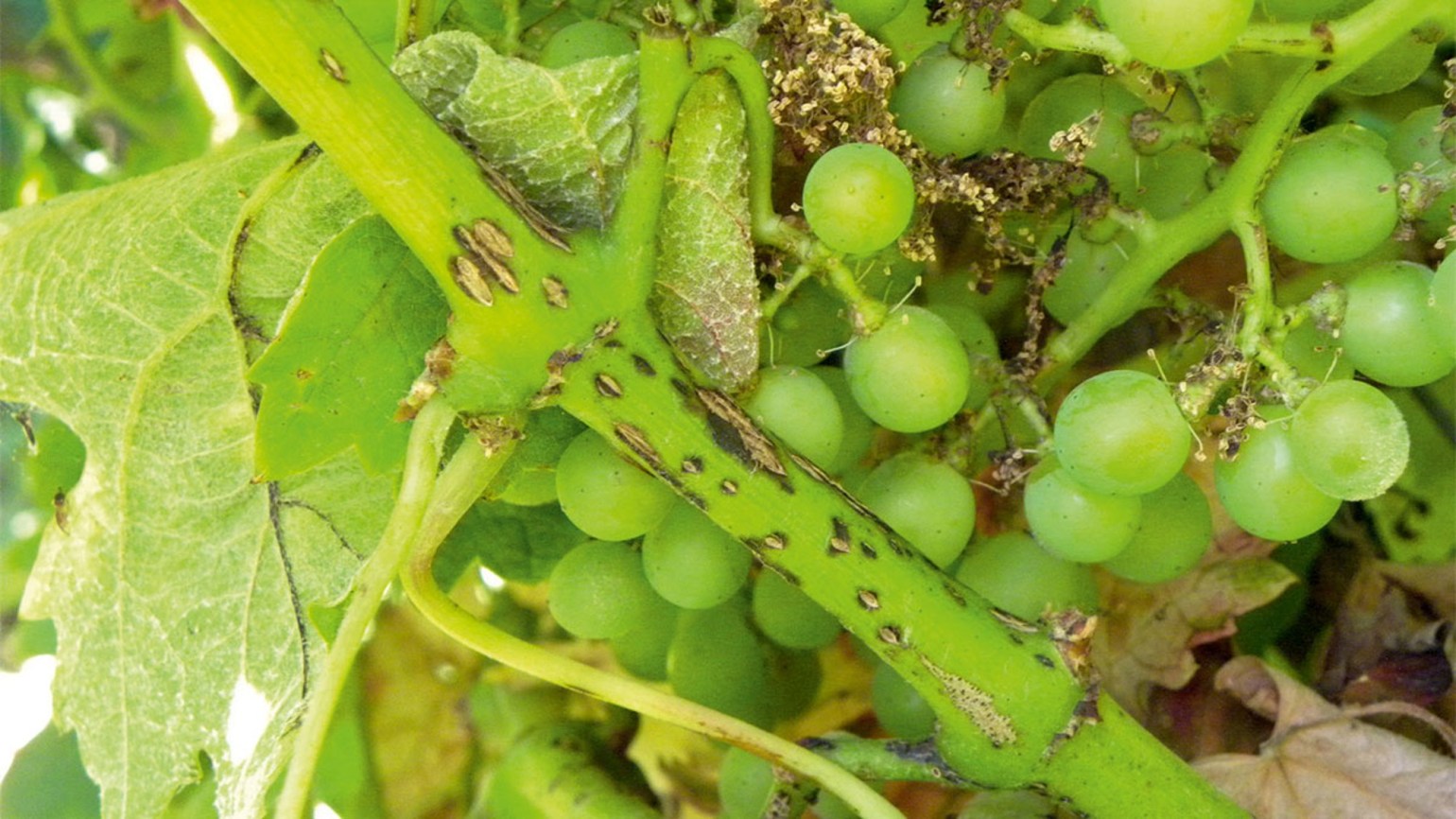 combaterea maternitaii varicoase