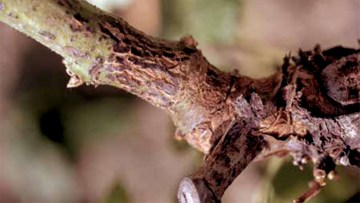 phompsis viticola boala vita de vie