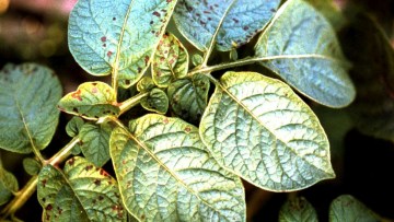 simptome ale bolii pe frunze