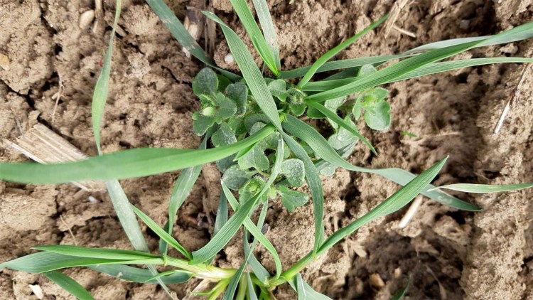veronica buruiana