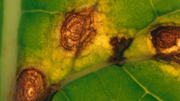 alternaria la rapita