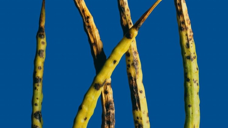 rapita alternaria