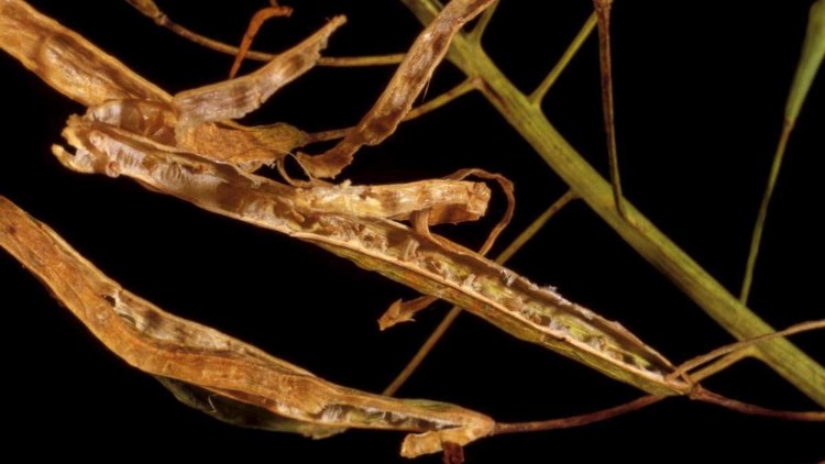 botrytis rapita
