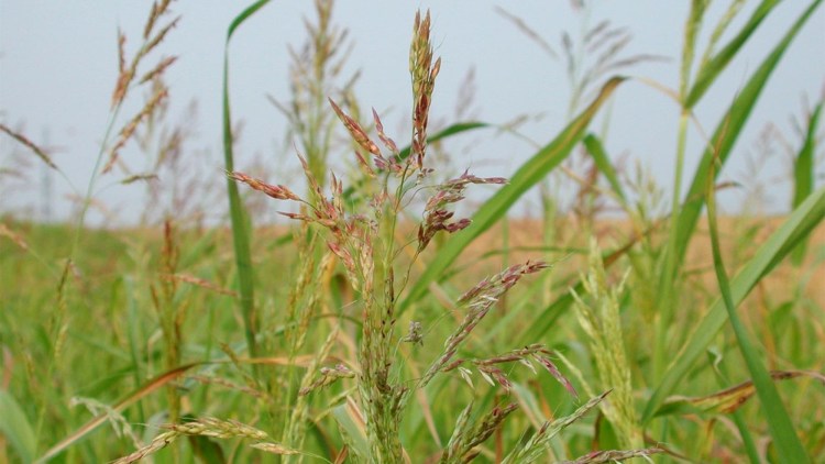 Inflorescență de costrei