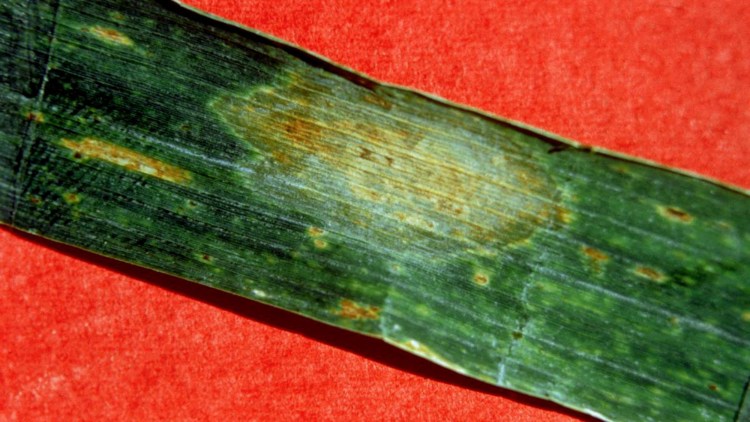 frunza grau fusarium