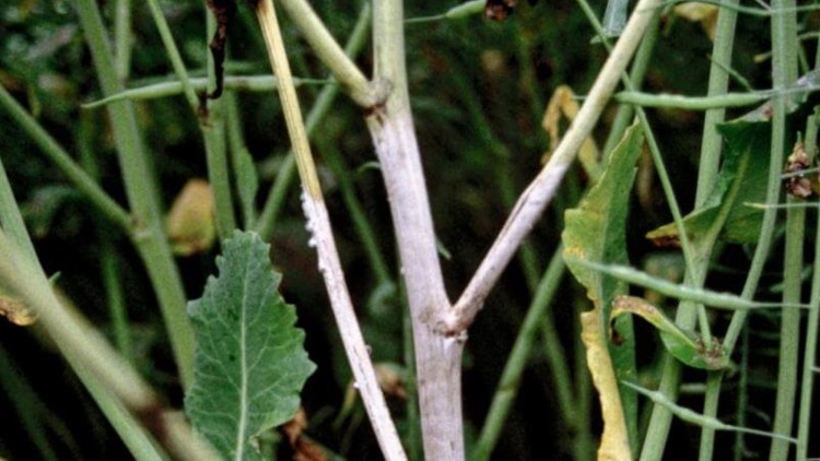 sclerotinia la rapita