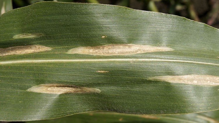 Pătarea cenușie a frunzelor de porumb (helmintosporioza) – Exserohilum turcicum