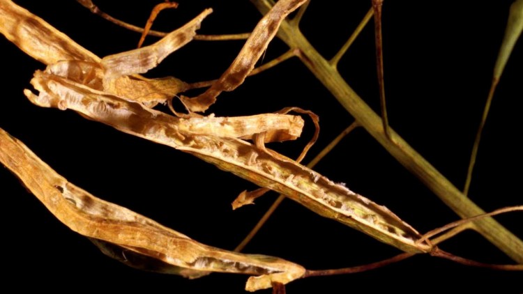 rapita infectata cu alternarioza