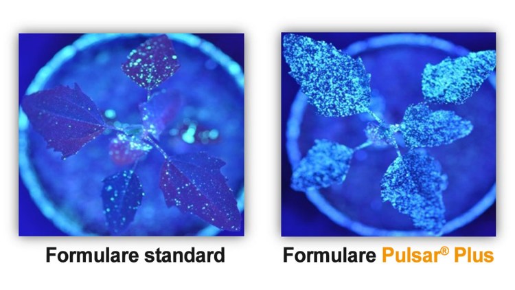 fomulari pulsar plus