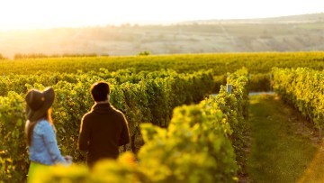 agricultura viticultura