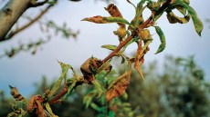 Băşicarea frunzelor de piersic (Taphrina deformans)