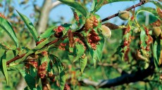 Băşicarea frunzelor de piersic (Taphrina deformans)