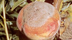  Monilioza piersicului